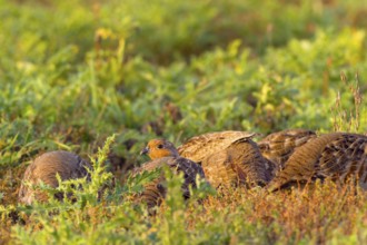 Gray partridges (Perdix perdix), family group (chain) on a fallow land, Solms, Hesse, Germany,