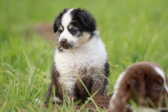 Miniature American Shepherd (Canis lupus familiaris) puppy, puppy sitting in the grass,