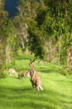 Giant kangaroos (Osphranter rufus) in a forest, wild, free, wilderness, fauna, heraldic animal, on