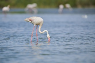 Greater Flamingo (Phoenicopterus roseus) standing in the water, Parc Naturel Regional de Camargue,