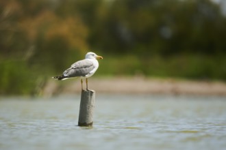 Yellow-legged gull (Larus michahellis) standing on a wood, France, Europe