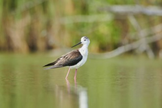 Black-winged stilt (Himantopus himantopus) standing in the water, Camargue, France, Europe