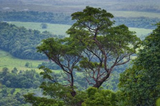 Tree, flora, rainforest, jungle, tropical forest, tropics, rain, nature, landscape, Daintree