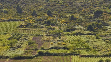 Vineyards, fields, trees, green cultivated landscape, Valdichiesa, Monte dei Porri, Salina, Aeolian