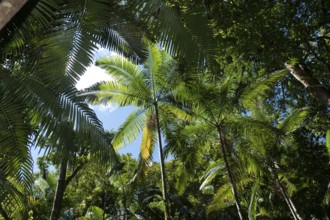 Palm tree, palm trees in the Australian jungle, jungle, rainforest, climate, green, forest,