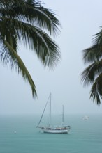 Sailboat and palm trees in bad weather, travel, holiday, weather, bad, tropical storm, rain,