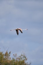 Greater Flamingo (Phoenicopterus roseus), flying in the sky, Parc Naturel Regional de Camargue,