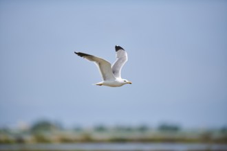 Yellow-legged gull (Larus michahellis) wildlife, flying in the sky, Spain, Europe