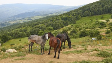 Horses, pasture, grove, trees, green hill, Nebrodi National Park, Sicily, Italy, Europe