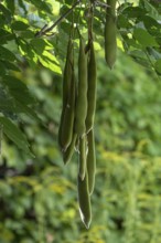 Seed pods of Chinese chinese wisteria (Wisteria sinensis), Bavaria, Germany, Europe