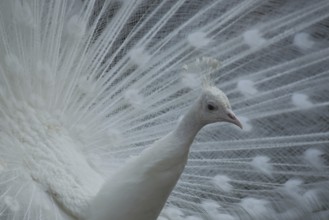 White indian peafowl (Pavo cristatus), wheeling, courtship, white, bird feathers, captive