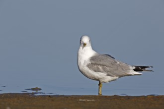 Common gull (Larus canus), resting in the water, Lower Saxony Wadden Sea National Park, East