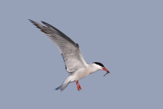 Common Tern (Sterna hirundo), in flight with fish in its beak, Lower Saxon Wadden Sea National