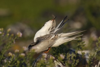 Common Tern (Sterna hirundo), immature animal, juvenile animal on a stone during plumage care,