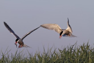 Common Tern (Sterna hirundo), dispute between adults over food, behaviour when food is scarce,