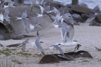 Common Tern (Sterna hirundo), joint predation defence in the colony, european herring gull (Larus