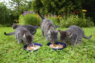 House cat with kitten, at the feeding dish bowl