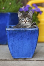 House cat, kitten, in flowerpot, mackerel