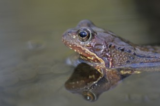 Grass frog, male, North Rhine-Westphalia, Germany, Europe