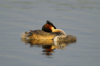 Great Crested Grebe with chicks, Netherlands