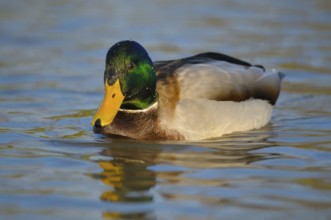 Mallard, Erpel, Lower Rhine, North Rhine-Westphalia, Germany, Europe