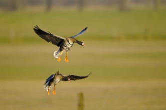 White-fronted Geese, Lower Rhine, North Rhine-Westphalia, Germany, Europe