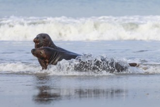 Grey seals, Dune Island Helgoland, Schleswig-Holstein, Germany, Europe