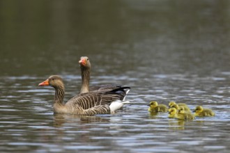 Greylag goose (Anser anser), Graylag Goose pair swimming with goslings in lake in spring