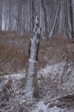 First snow in the Eastern Ore Mountains too