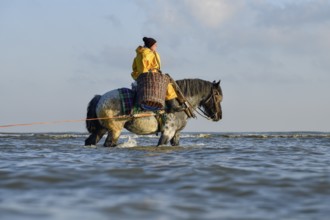 Horse fishermen catching Brown shrimp (Crangon crangon), Koksijde, North Sea coast, province of