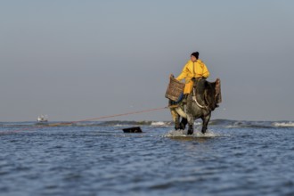 Horse fishermen catching Brown shrimp (Crangon crangon), Koksijde, North Sea coast, province of