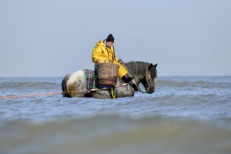 Horse fishermen with his trawl net catching Brown shrimp (Crangon crangon), Koksijde, North Sea