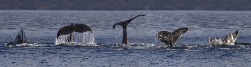 Humpback whale (Megaptera novaeangliae), Strait of Magellan, Patagonia, Chile, South America