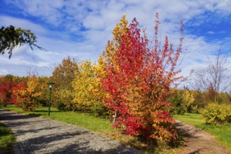 The Forest Botanical Garden Tharandt is an institution of the Technical University of Dresden and