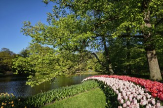 Blooming pink tulips flowerbeds in Keukenhof flower garden, also known as the Garden of Europe, one