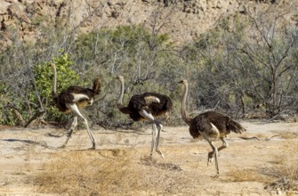 Common ostriches (Struthio camelus), Namib-Naukluft National Park, Namibia, Africa