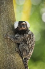 Common marmoset (Callithrix jacchus), captive, occurrence in Brazil, Malaysia, Asia