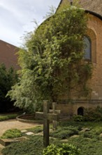 Thousand-year-old rose bush in the cemetery of the Mariendom, landmark of the city of Hildesheim,