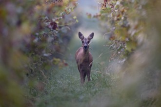 Doe (Capreolus capreolus) in autumn leaves, Wittlich, Rhineland-Palatinate, Germany, Europe