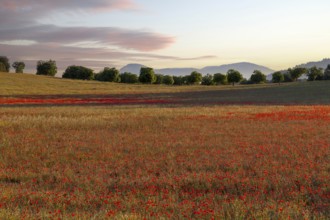 Poppy meadow (Papaver rhoeas), Majorca, Balearic Islands, Spain, Europe