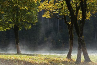 Engtal valley, large maple in the morning dew, sycamore maple (Acer pseudoplatanus) in glorious