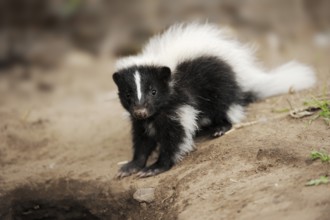 Striped skunk (Mephitis mephitis), juvenile, captive, occurrence in North America