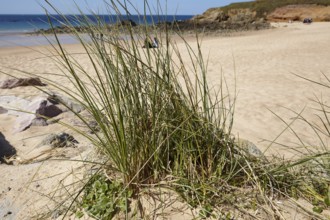 European marram grasses (Ammophila arenaria) with a blurred view of the English Channel in the