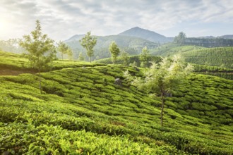 Kerala India travel background, panorama of green tea plantations in Munnar, Kerala, India in the