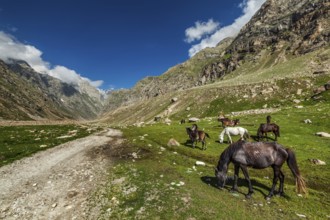 Horses grazing along dirt road in Lahaul Valley, Himachal Pradesh, India, Asia