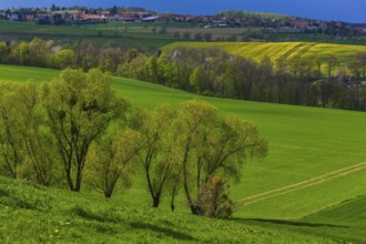 Fields near Zuschendorf with a view of Niederseifersdorf