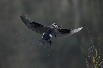 Great cormorant (Phalacrocorax carbo), adult bird brings nesting material, Essen, Ruhr area, North