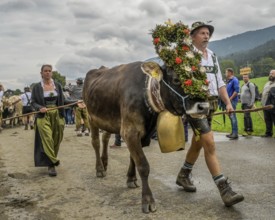 16. 09. 2022. Almabtrieb, cattle seperation in Thalkirchdorf, Markt Oberstaufen, Allgäu, Bavaria,