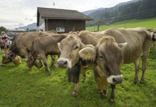 16. 09. 2022. Almabtrieb, cattle seperation in Thalkirchdorf, Markt Oberstaufen, Allgäu, Bavaria,