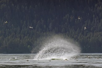 Humpback whale slaps the water with its fluke to stun fish, hunting behaviour, water fountain,